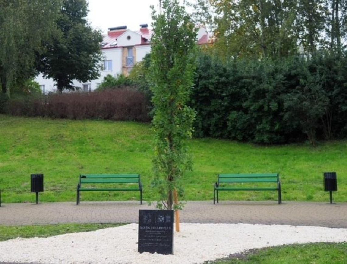 Dąb Jana Pawła II w parku na Czubach* Dąb Jana Pawła II w parku na Czubach*