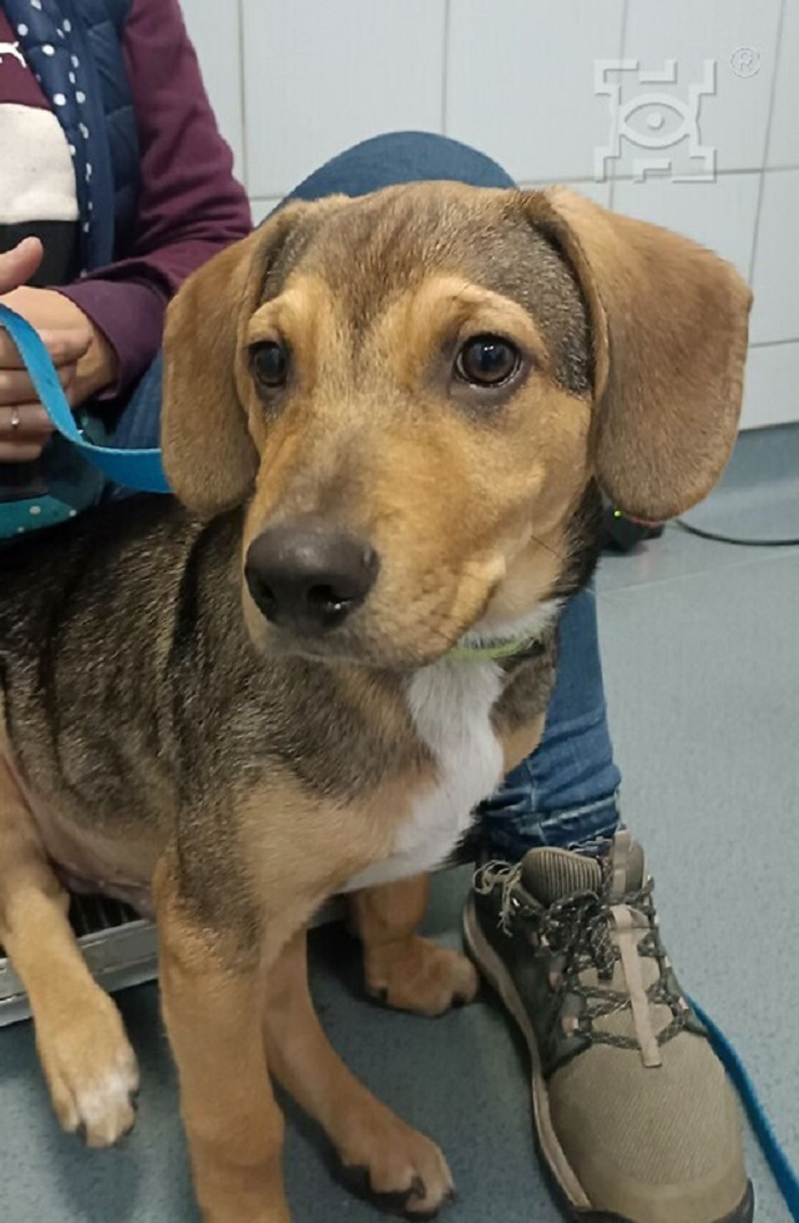 Dzień Kundelka w Schronisku dla Bezdomnych Zwierząt w Lublinie Dzień Kundelka w Schronisku dla Bezdomnych Zwierząt w Lublinie