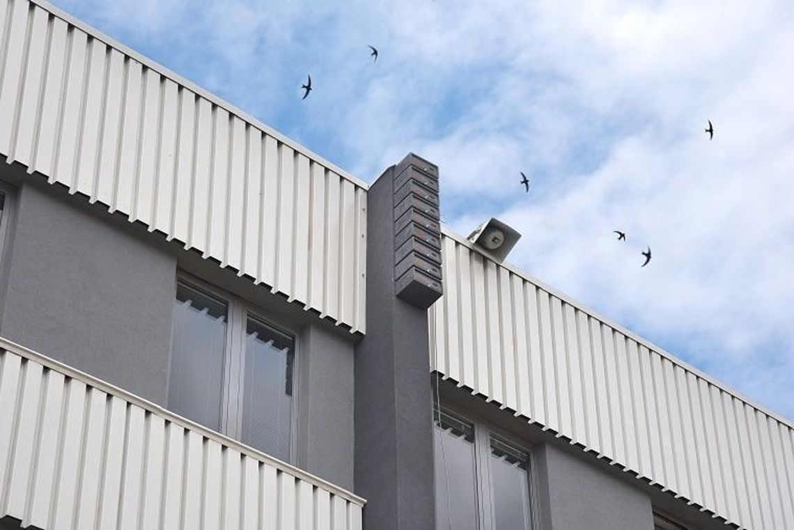 Ekopak pomaga jerzykom 