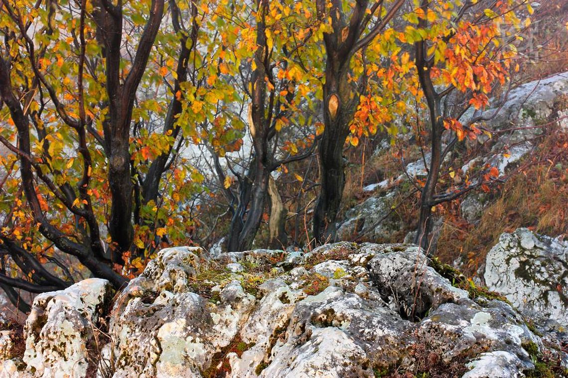 Ekspozycja „Drzewa, drzewa, drzewa ...” w Galerii Ratusz 
