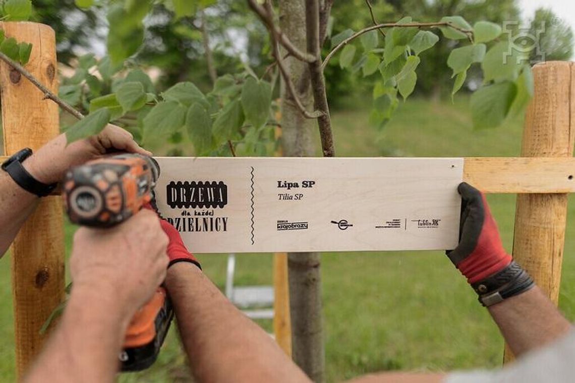 Finał sadzenia drzew w dzielnicach Finał sadzenia drzew w dzielnicach