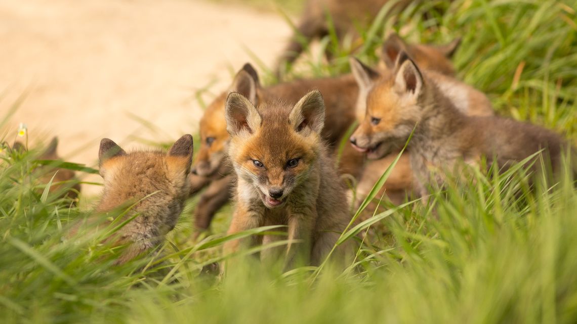 Jak zwierzęta dbają o leśne maluchy? Jak zwierzęta dbają o leśne maluchy?