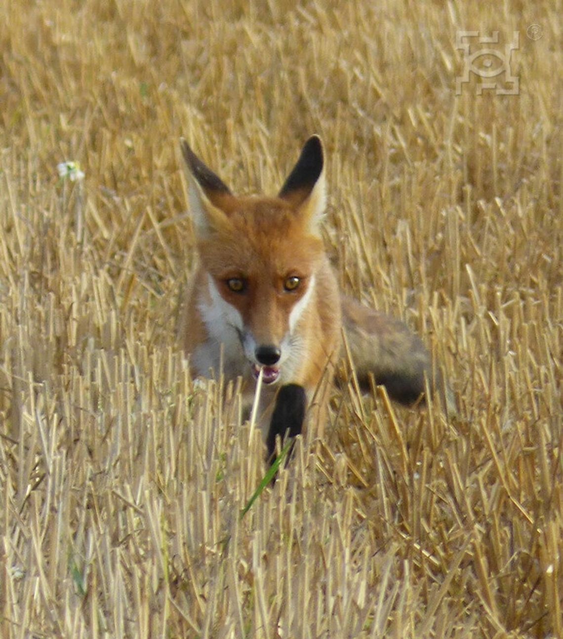 Jesienna akcja szczepienia lisów przeciwko wściekliźnie Jesienna akcja szczepienia lisów przeciwko wściekliźnie