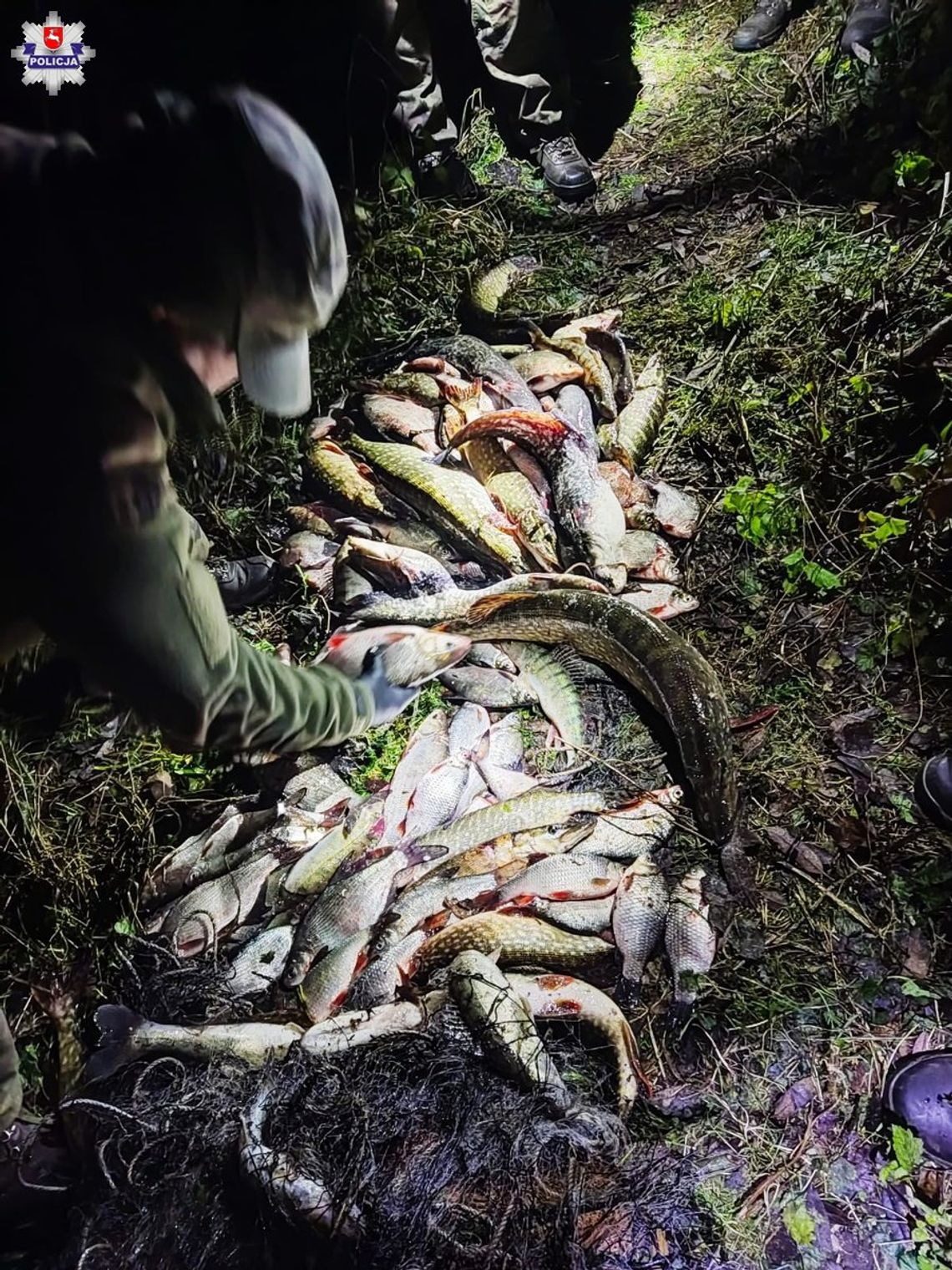Kłusował na rzece Tyśmienica Kłusował na rzece Tyśmienica