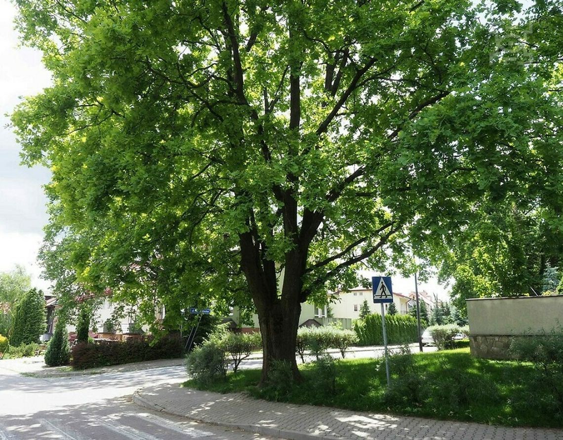 Kolejnych 15 drzew ze statusem pomnika przyrody Kolejnych 15 drzew ze statusem pomnika przyrody