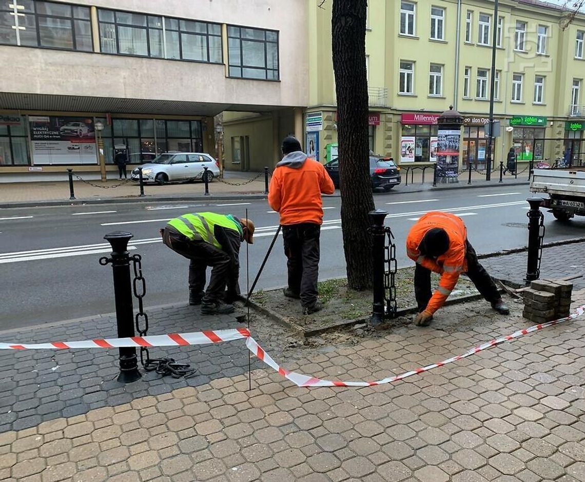 Krakowskie Przedmieście z nowymi krzewami Krakowskie Przedmieście z nowymi krzewami