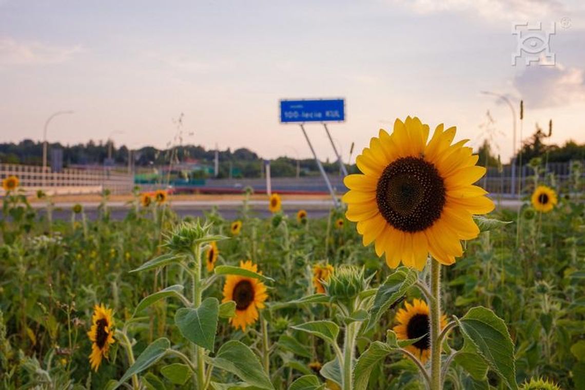 Łąki kwietne i słoneczniki znów zakwitną w Lublinie Łąki kwietne i słoneczniki znów zakwitną w Lublinie