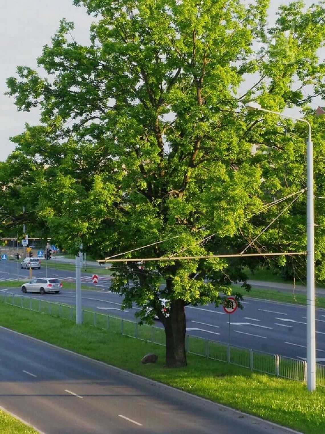 Lubelski dąb na 2. miejscu w konkursie Drzewo Roku! Lubelski dąb na 2. miejscu w konkursie Drzewo Roku!