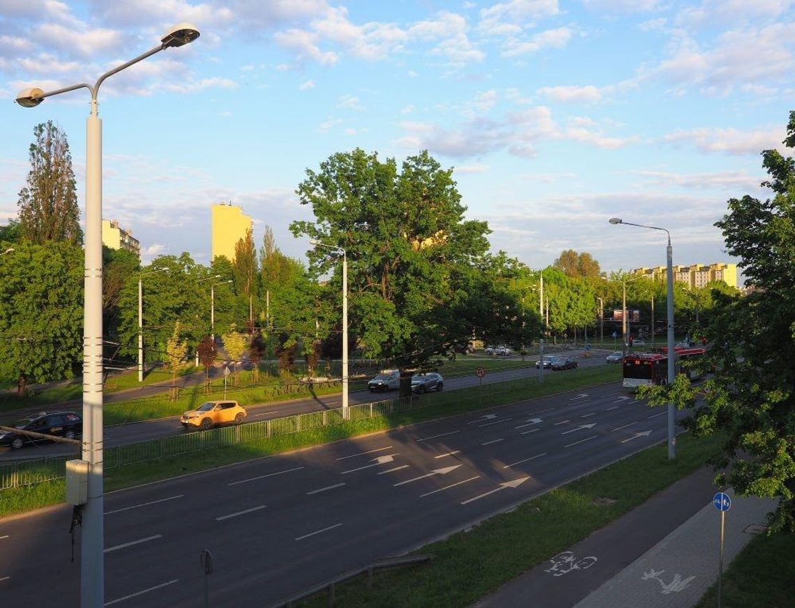 Lubelski dąb w konkursie na Drzewo Roku 2021 Lubelski dąb w konkursie na Drzewo Roku 2021