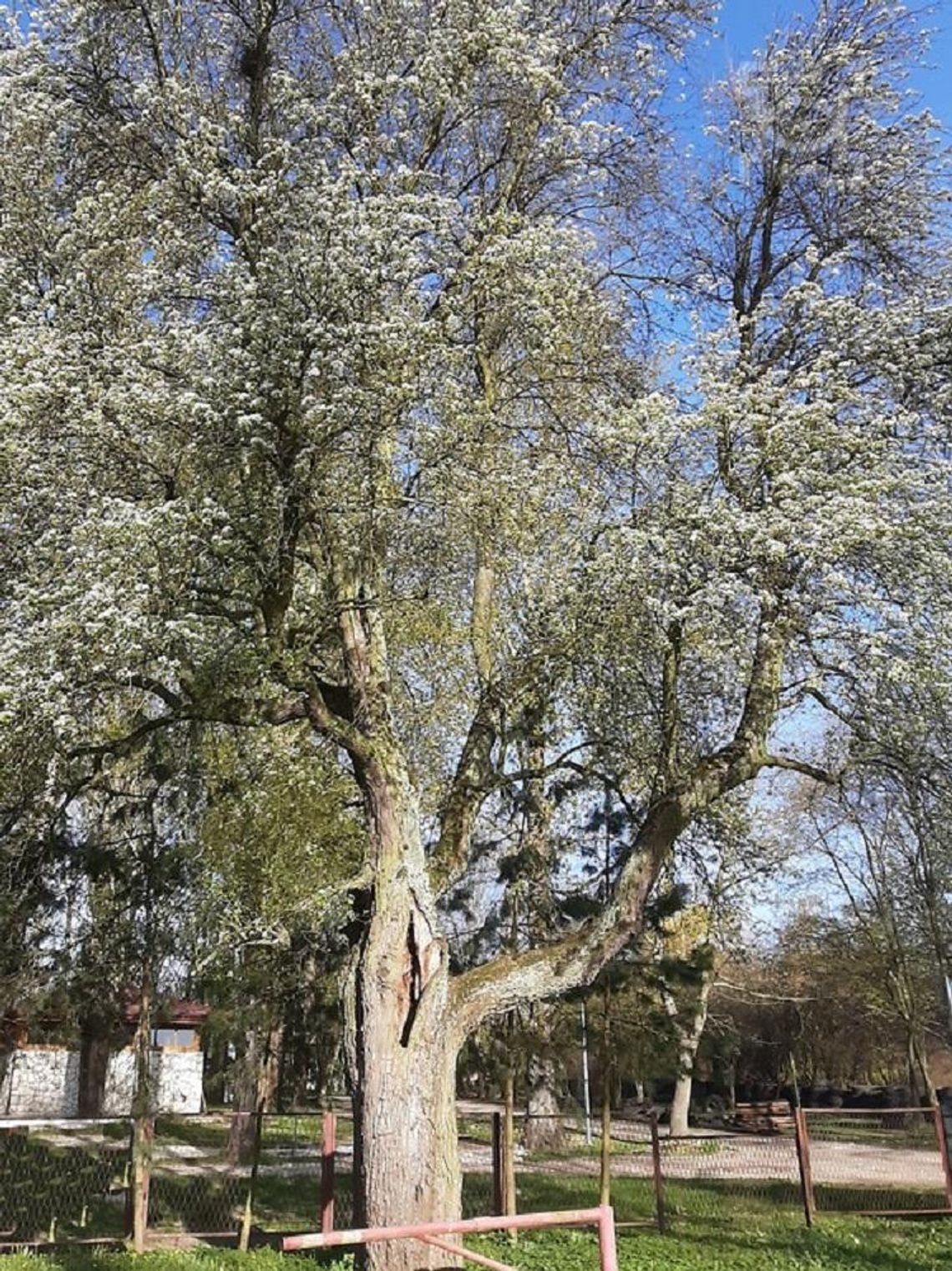 Lublin ma pięć nowych pomników przyrody*