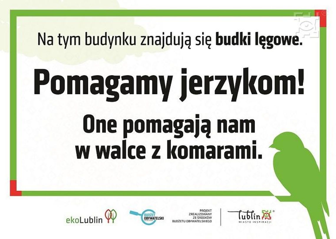 Lublin zadba o jerzyki i nietoperze Lublin zadba o jerzyki i nietoperze