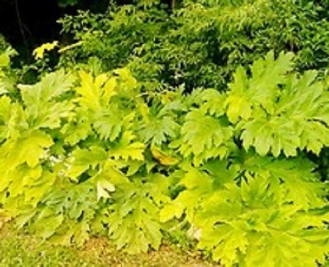 Miasto kontynuuje walkę z barszczem Sosnowskiego Miasto kontynuuje walkę z barszczem Sosnowskiego