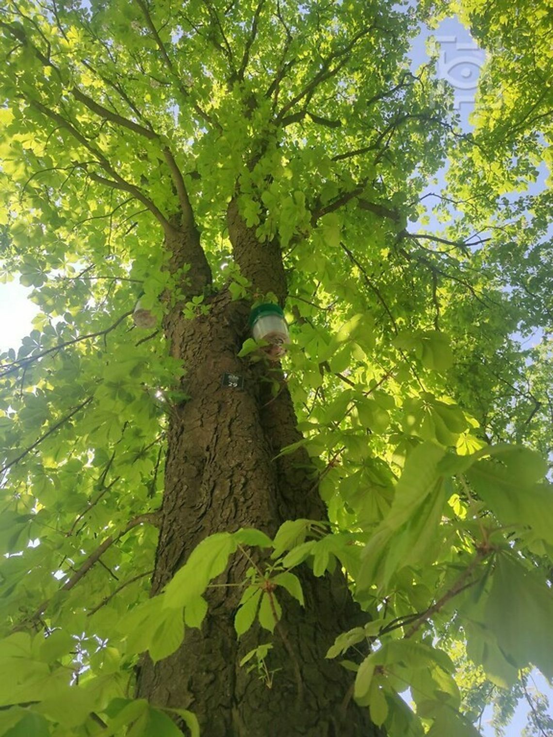 Miasto kontynuuje walkę ze szrotówkiem Miasto kontynuuje walkę ze szrotówkiem