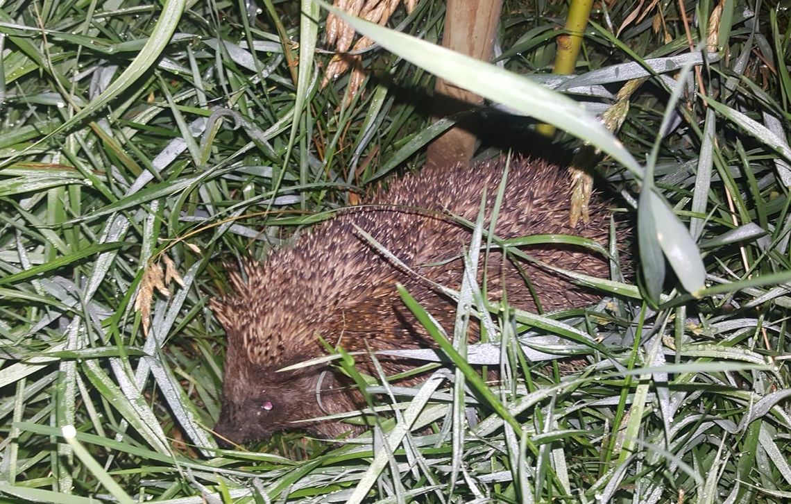 Miasto Lublin chroni jeże Miasto Lublin chroni jeże