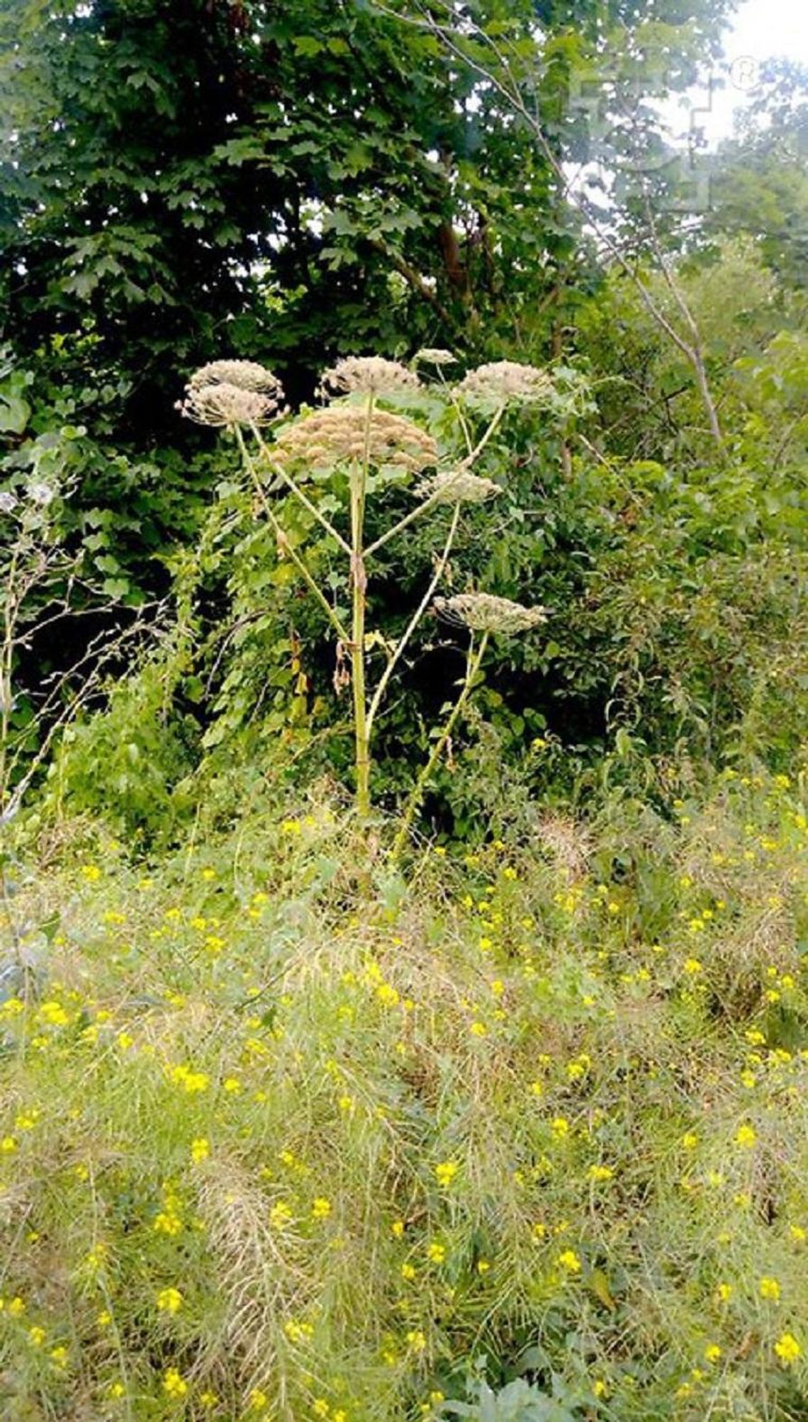 Miasto usuwa ogniska barszczu Sosnowskiego Miasto usuwa ogniska barszczu Sosnowskiego