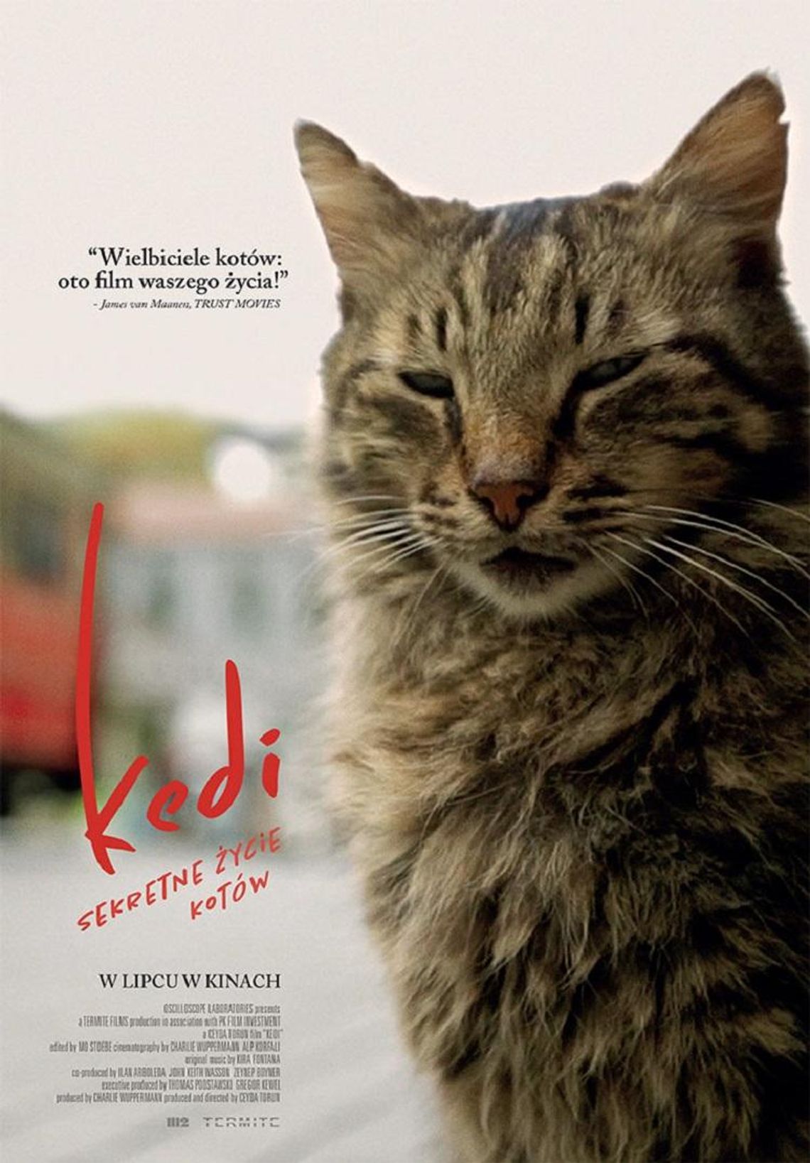  Multikino proponuj: „Kedi – sekretne życie kotów”