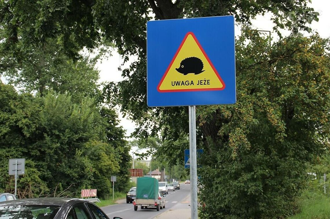Na lubelskich ulicach pojawiły się tabliczki  „Uwaga jeże”