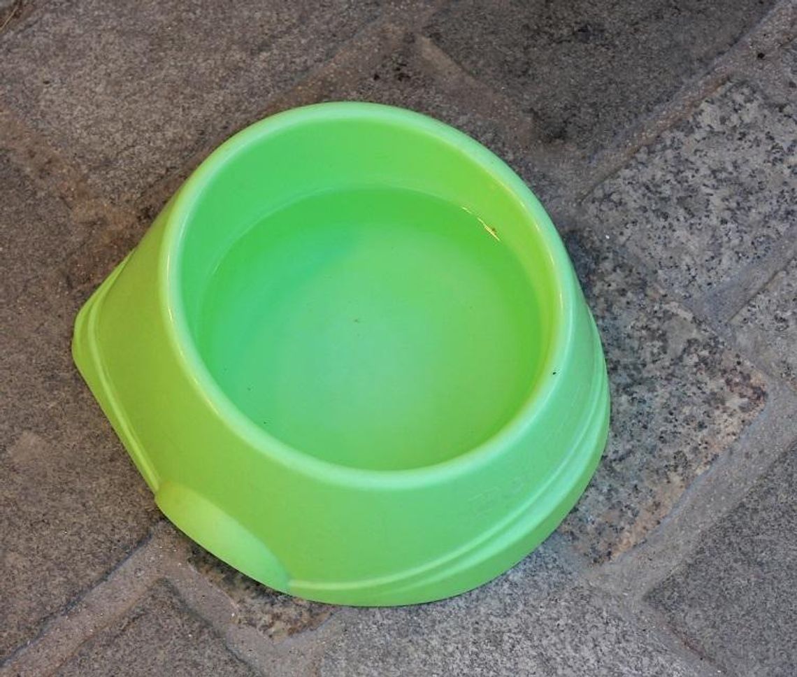 Na pomoc spragnionym czworonogom