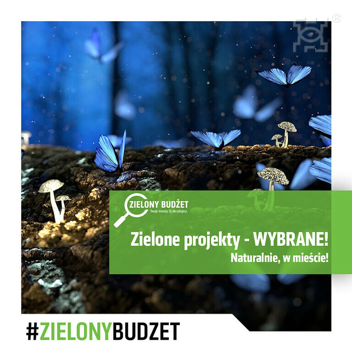 „Naturalnie, w mieście!” – 11 projektów w 9 dzikich zakątkach