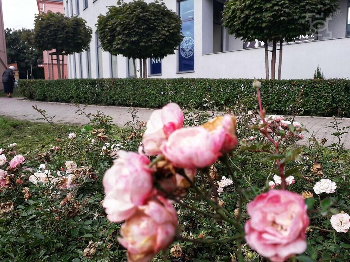 Nowa szata roślinna w krajobrazie Lublina Nowa szata roślinna w krajobrazie Lublina