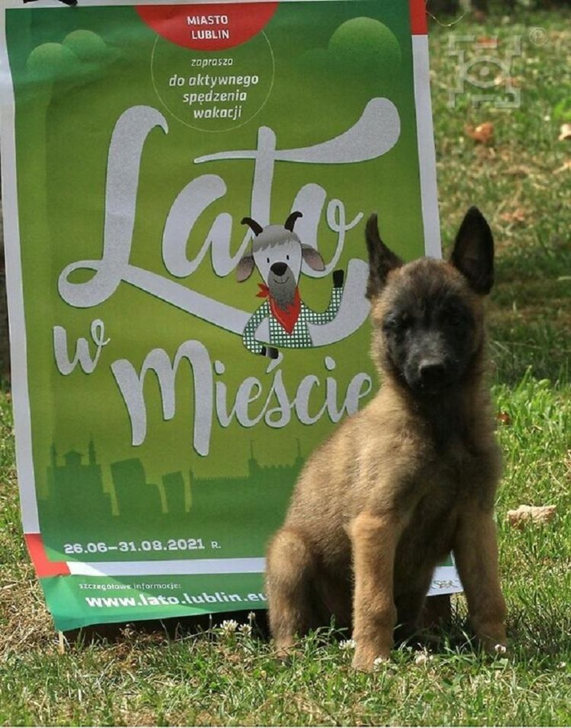 Otwarty pokaz psiej grzeczności Otwarty pokaz psiej grzeczności