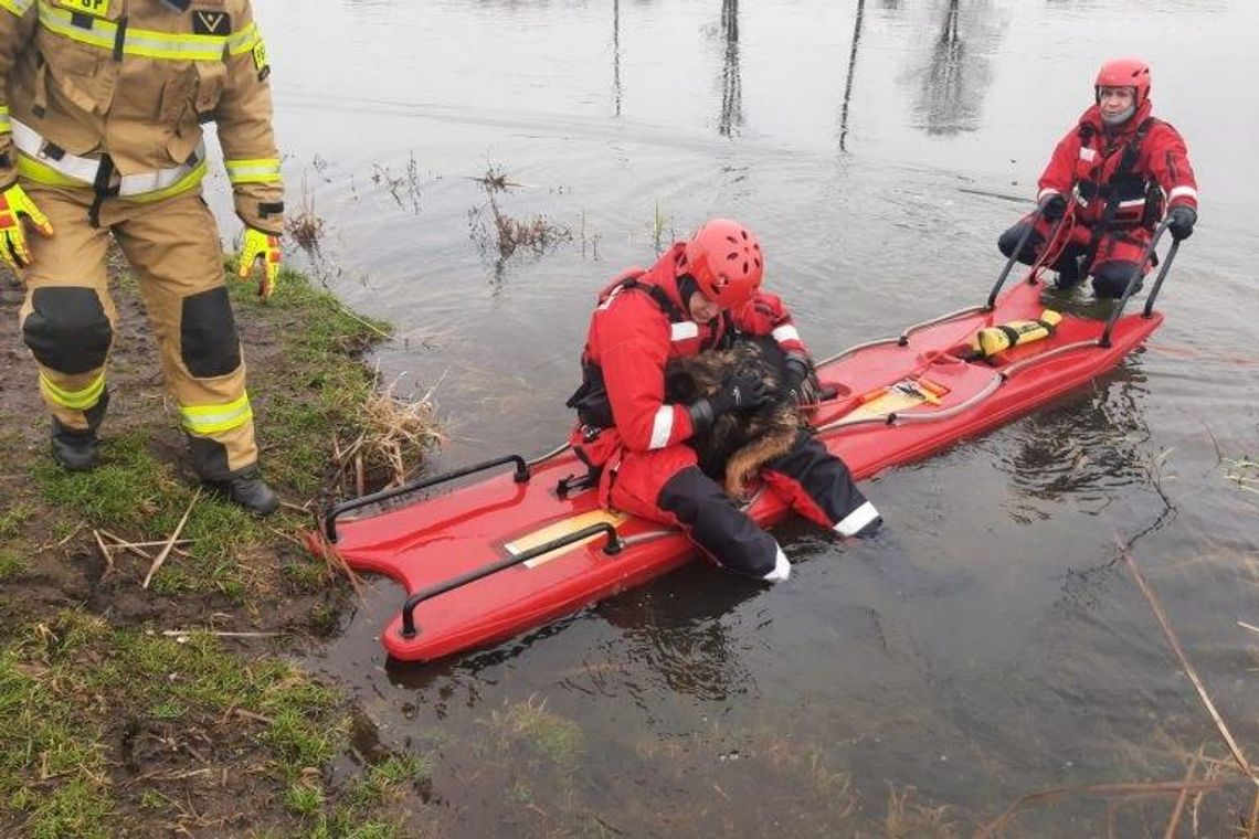 Pies uwięziony na lodzie Pies uwięziony na lodzie