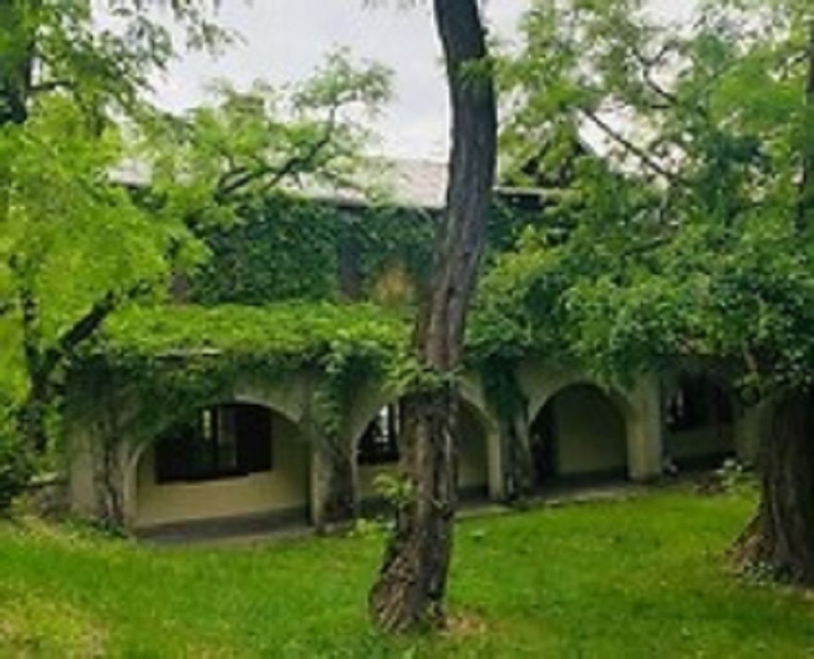 Pnącze oplącze Stare Miasto Pnącze oplącze Stare Miasto