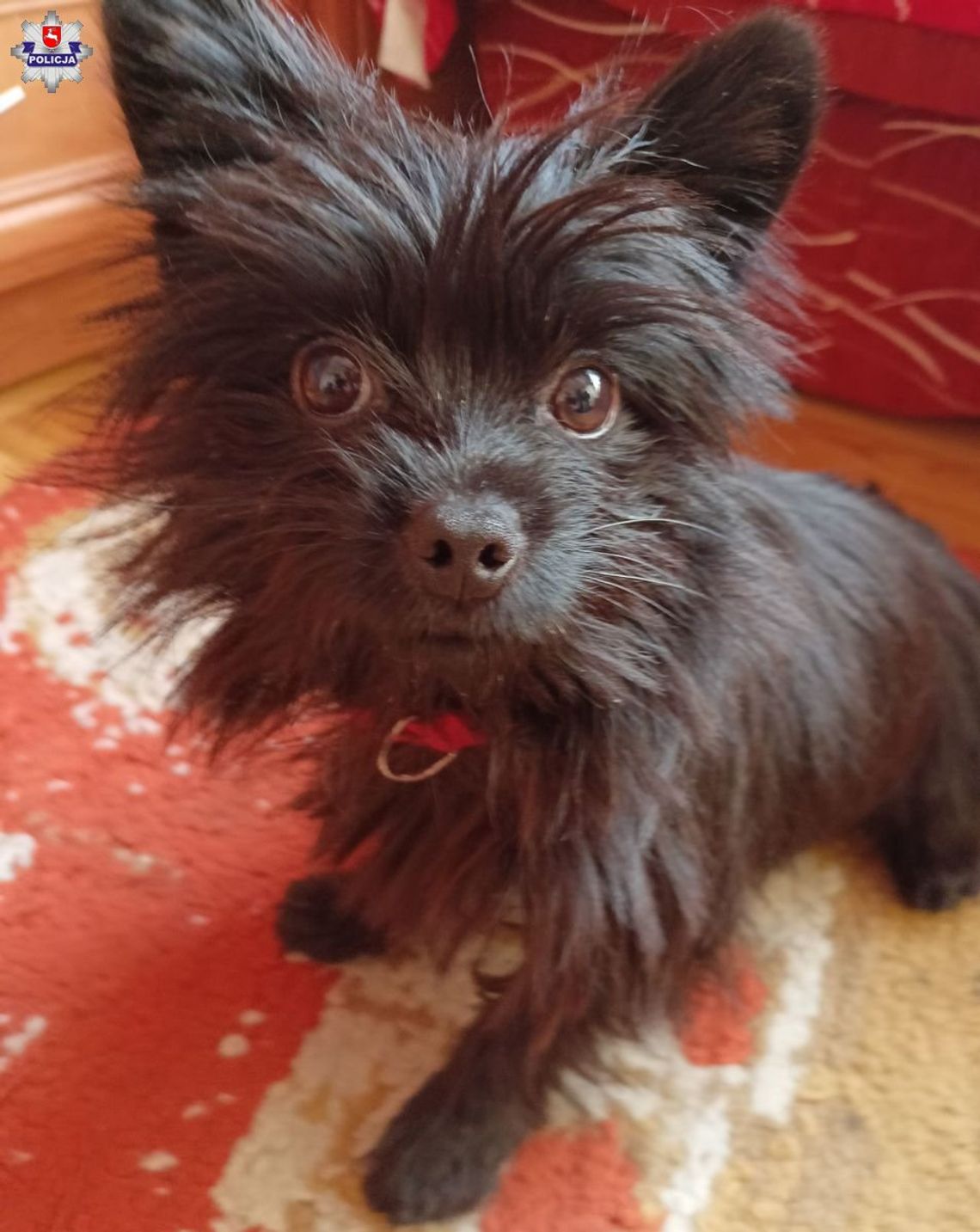 Podziękowała policjantom za odnalezienie „Gucia” Podziękowała policjantom za odnalezienie „Gucia”