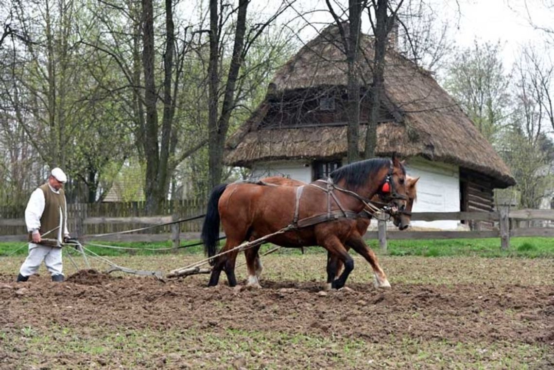 Pokaz wiosennych prac polowych w Muzeum Wsi Lubelskiej