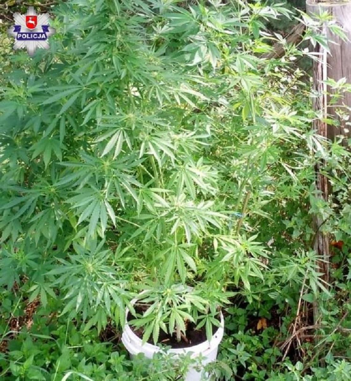 Policja informuje. Opole Lub.: 27-latek zatrzymany za uprawę marihuany Policja informuje. Opole Lub.: 27-latek zatrzymany za uprawę marihuany