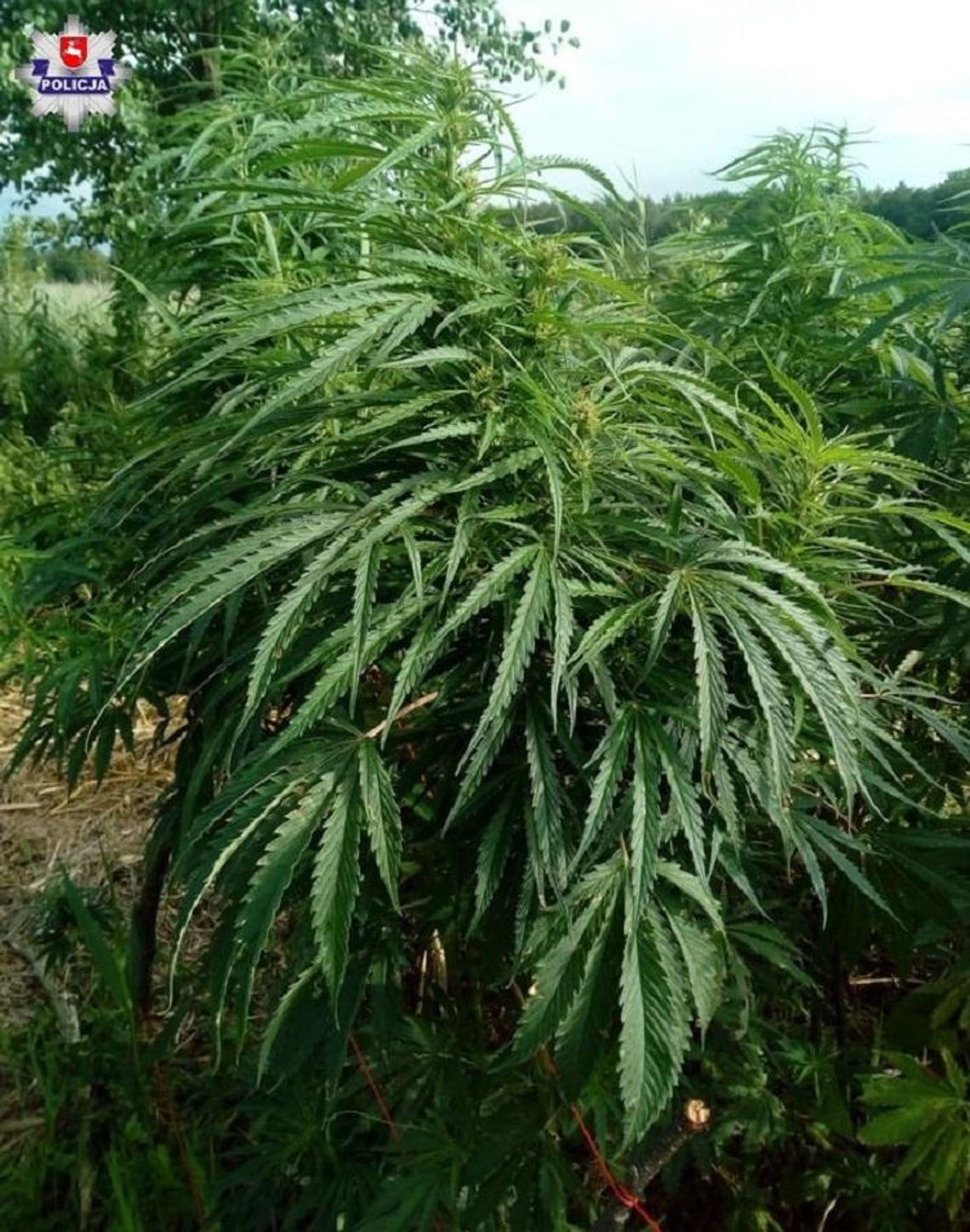 Policja informuje. Ryki: Tymczasowy areszt za uprawę konopi * Policja informuje. Ryki: Tymczasowy areszt za uprawę konopi *