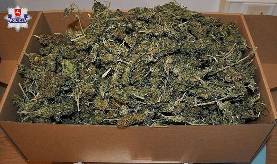 Policja informuje. Zamość: Zarzuty za uprawę i posiadanie marihuany