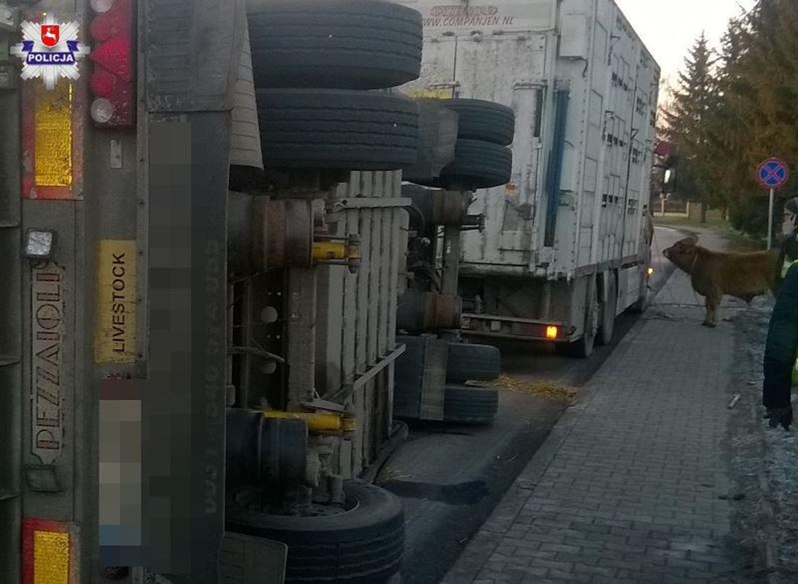 Policja ostrzega: Przyczepa ze zwierzętami przewróciła się na jezdni Policja ostrzega: Przyczepa ze zwierzętami przewróciła się na jezdni