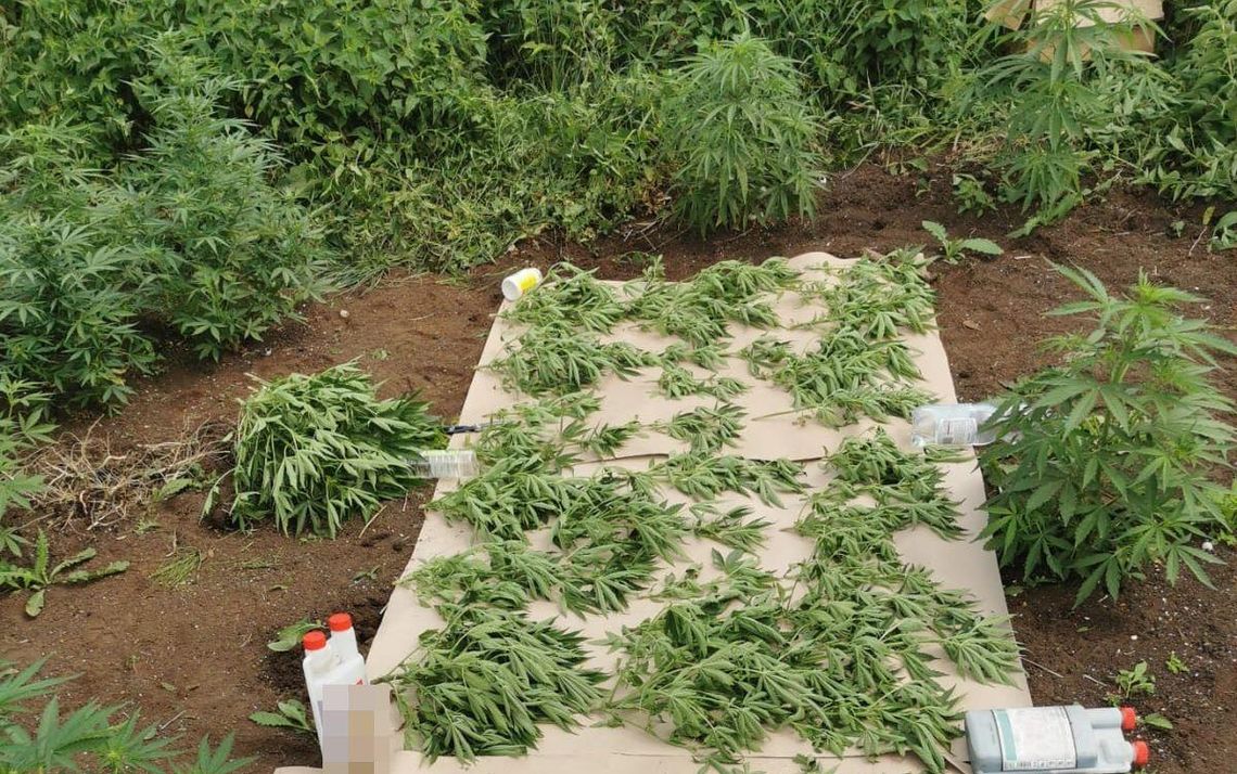 Policja wykryła nielegalną plantację marihuany na terenie gminy Ulhówek Policja wykryła nielegalną plantację marihuany na terenie gminy Ulhówek