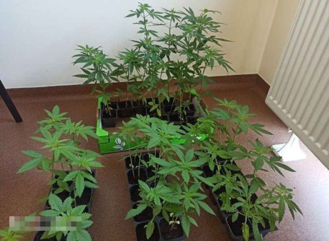 Policja zatrzymała 34-latka uprawiającego konopie w tunelu folinowym Policja zatrzymała 34-latka uprawiającego konopie w tunelu folinowym