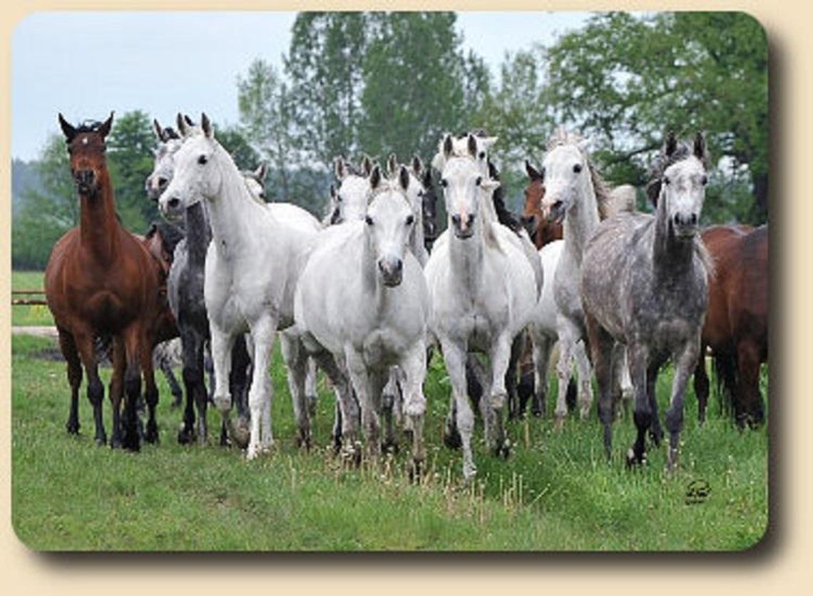 Powód interwencji posłów PO w stadninie w Janowie Podlaskim *