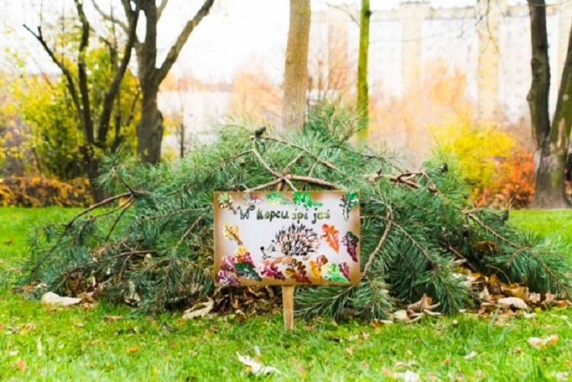 Przedszkolaki pomagają jeżom Przedszkolaki pomagają jeżom