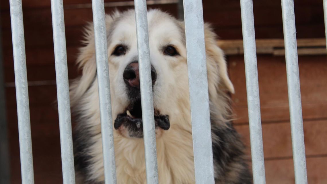 Psiatystyka Schroniska dla bezdomnych zwierząt w Lublinie (2015-2019)