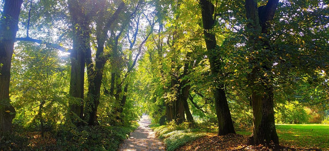 Spacer w Ogrodzie Botanicznym UMCS w Noc Muzeów Spacer w Ogrodzie Botanicznym UMCS w Noc Muzeów