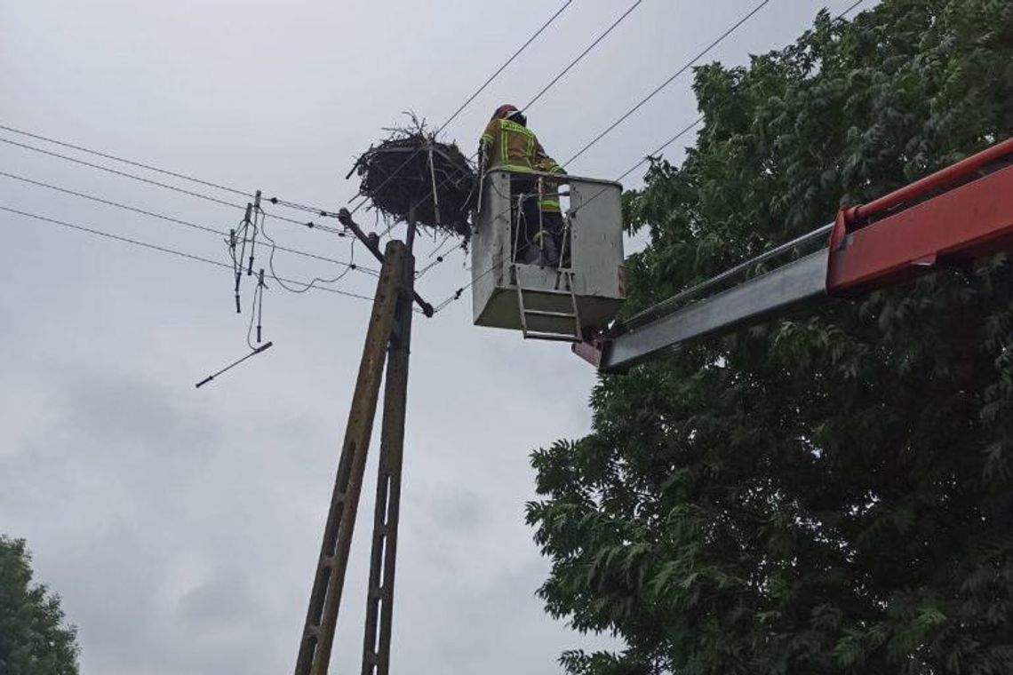 Strażacy z Tomaszowa Lubelskiego pomogli bocianom Strażacy z Tomaszowa Lubelskiego pomogli bocianom