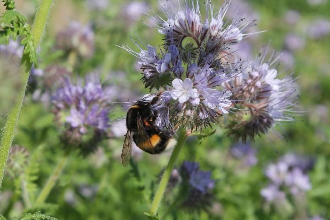 Święto Pszczół w Ogrodzie Botanicznym UMCS