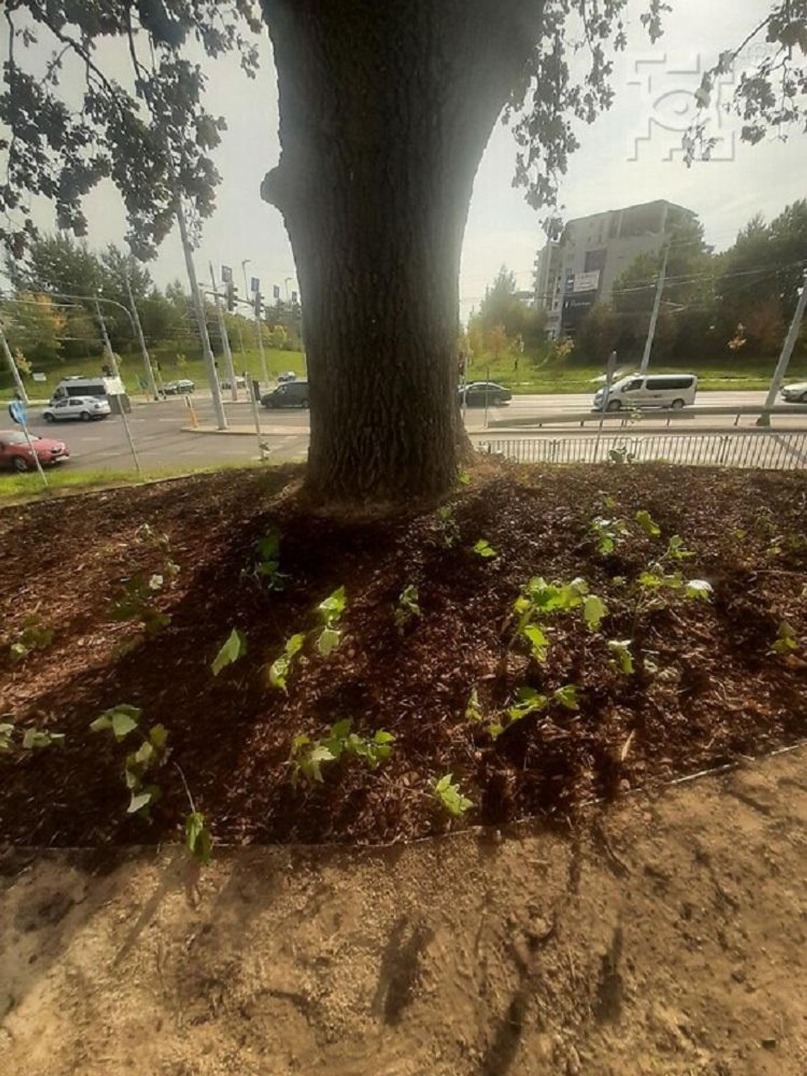 Ukwiecony pomnik przyrody przy ul. Jana Pawła II