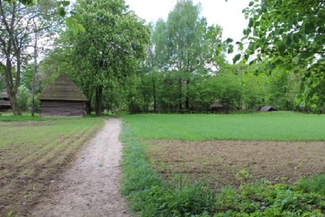 W Muzeum Wsi Lubelskiej będzie można zobaczyć pokaz siewu konopi W Muzeum Wsi Lubelskiej będzie można zobaczyć pokaz siewu konopi
