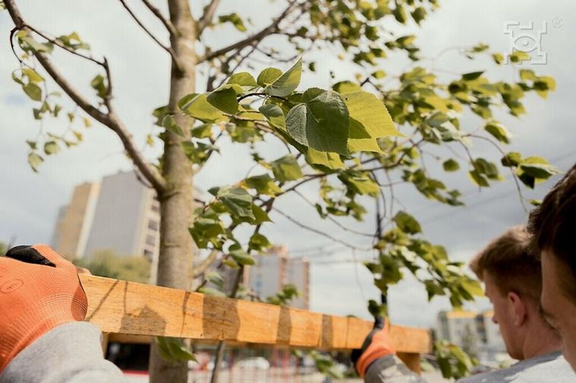 W sobotę sadzimy kolejne drzewa w dzielnicach W sobotę sadzimy kolejne drzewa w dzielnicach