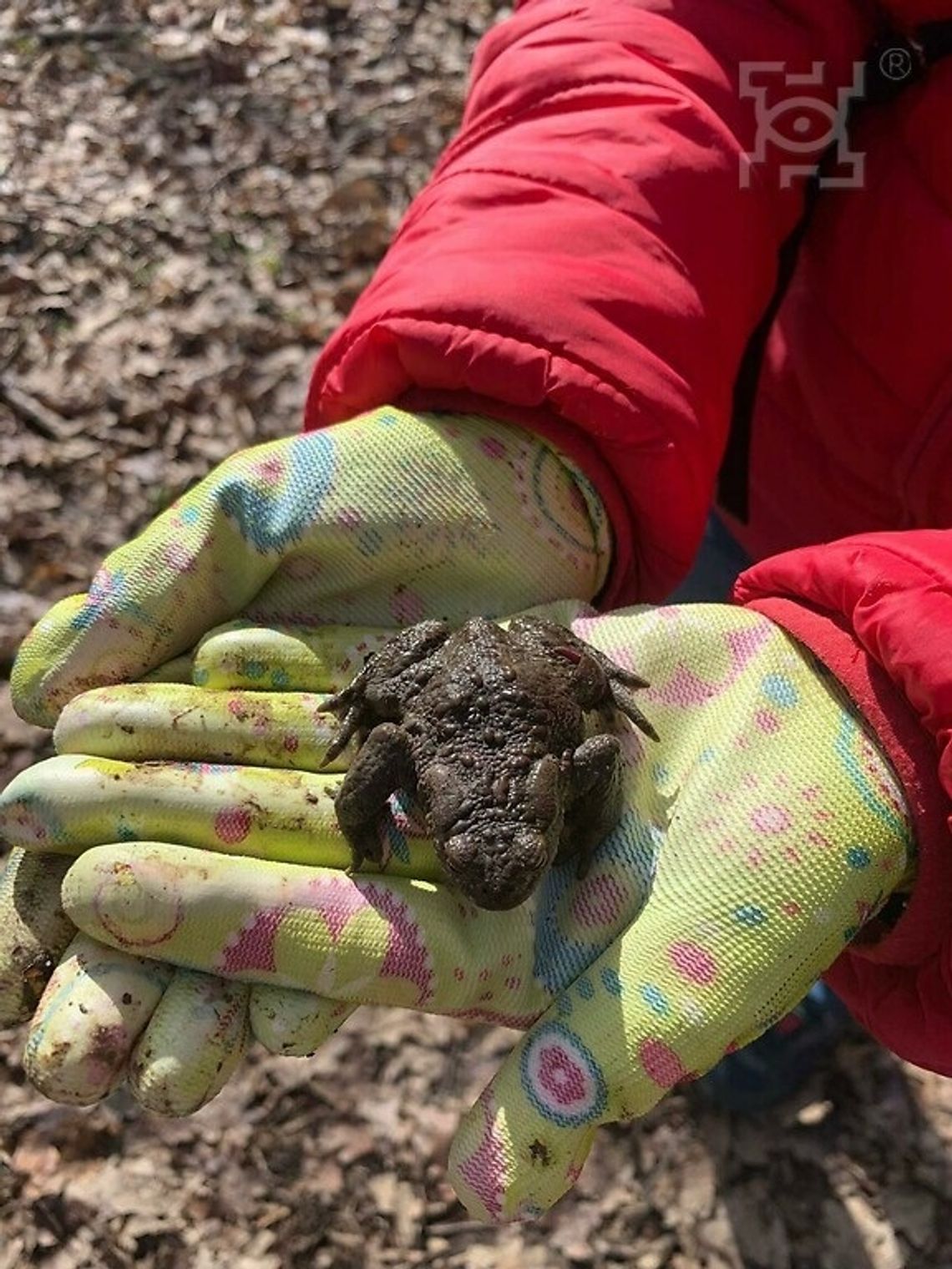 Wiosenna akcja ratowania migrujących żab Wiosenna akcja ratowania migrujących żab