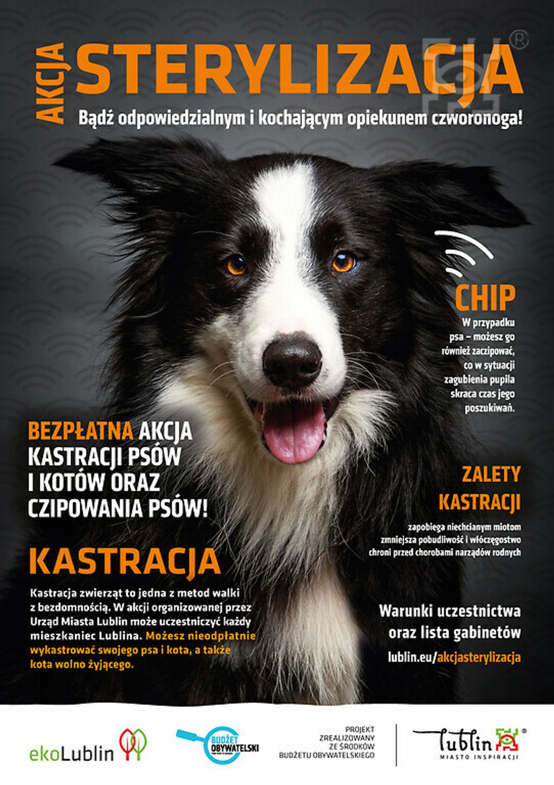 Wolne miejsca na bezpłatne czipowanie psów właścicielskich Wolne miejsca na bezpłatne czipowanie psów właścicielskich