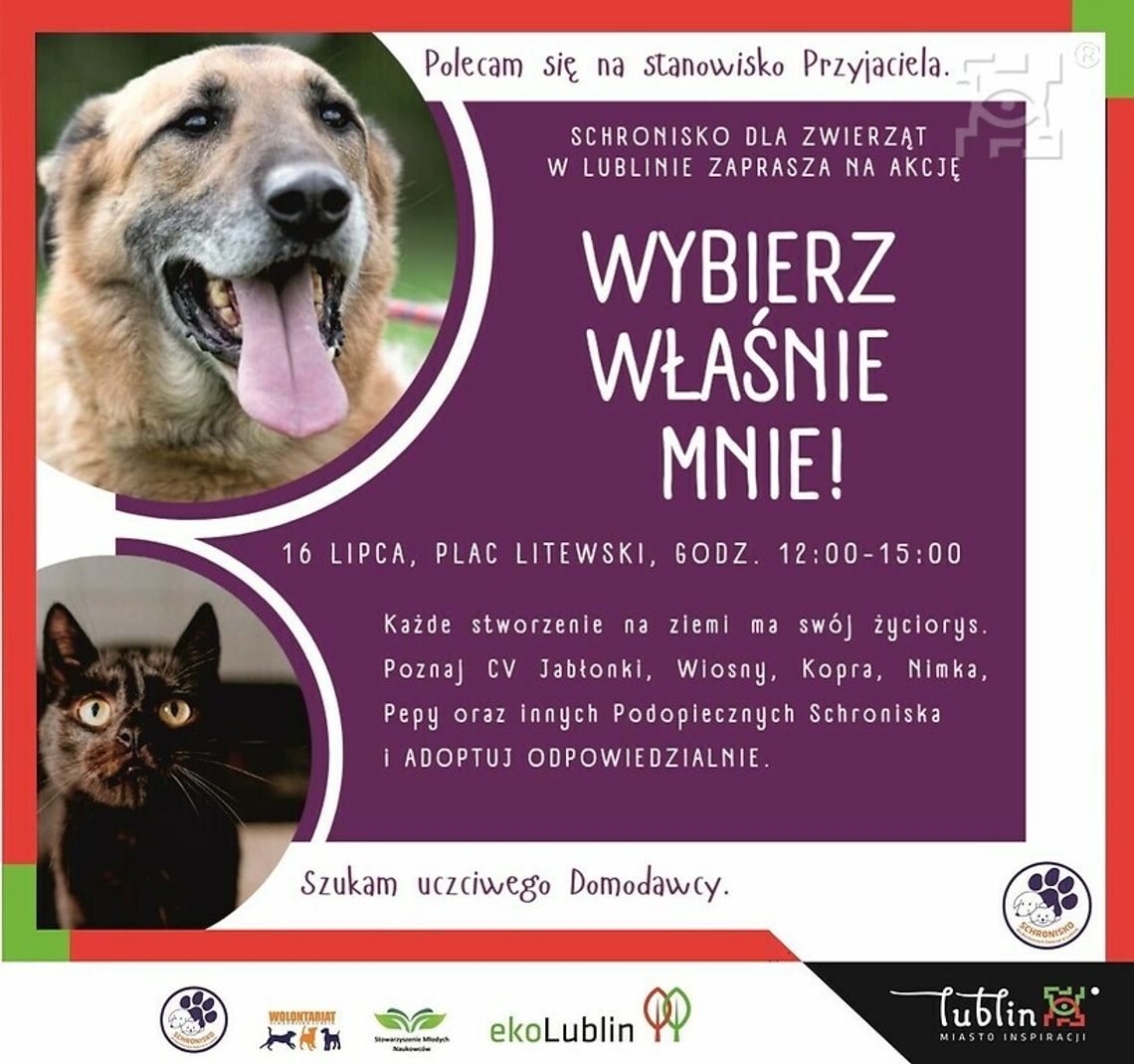 „Wybierz właśnie Mnie!” – akcja promująca adopcję zwierząt na Placu Litewskim „Wybierz właśnie Mnie!” – akcja promująca adopcję zwierząt na Placu Litewskim