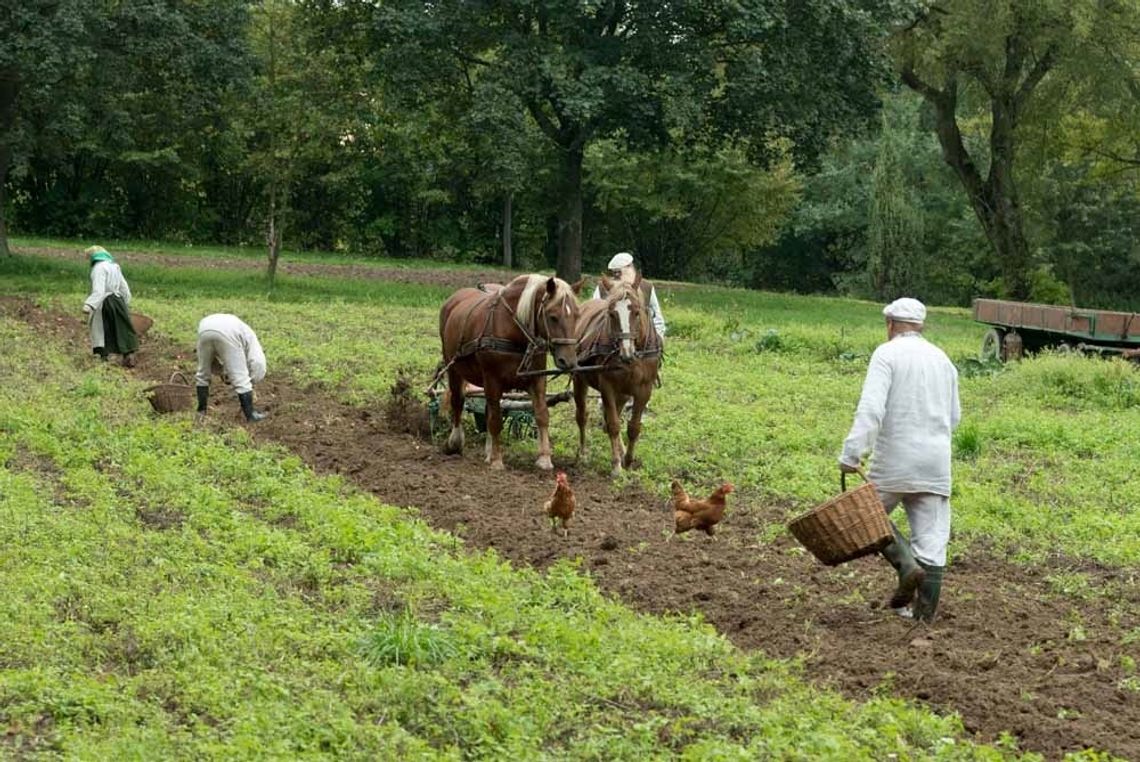 WYKOPKI KARTOFLANE W MUZEUM WSI LUBELSKIEJ WYKOPKI KARTOFLANE W MUZEUM WSI LUBELSKIEJ