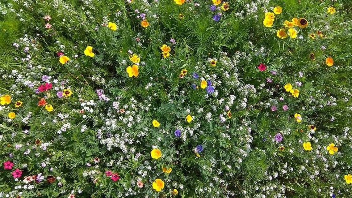 Zielono mi… czyli nowy projekt „Lublin nad łąką przysiadł” * 