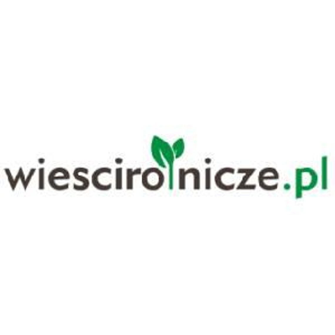 Ceny zbóż - Wieści Rolnicze